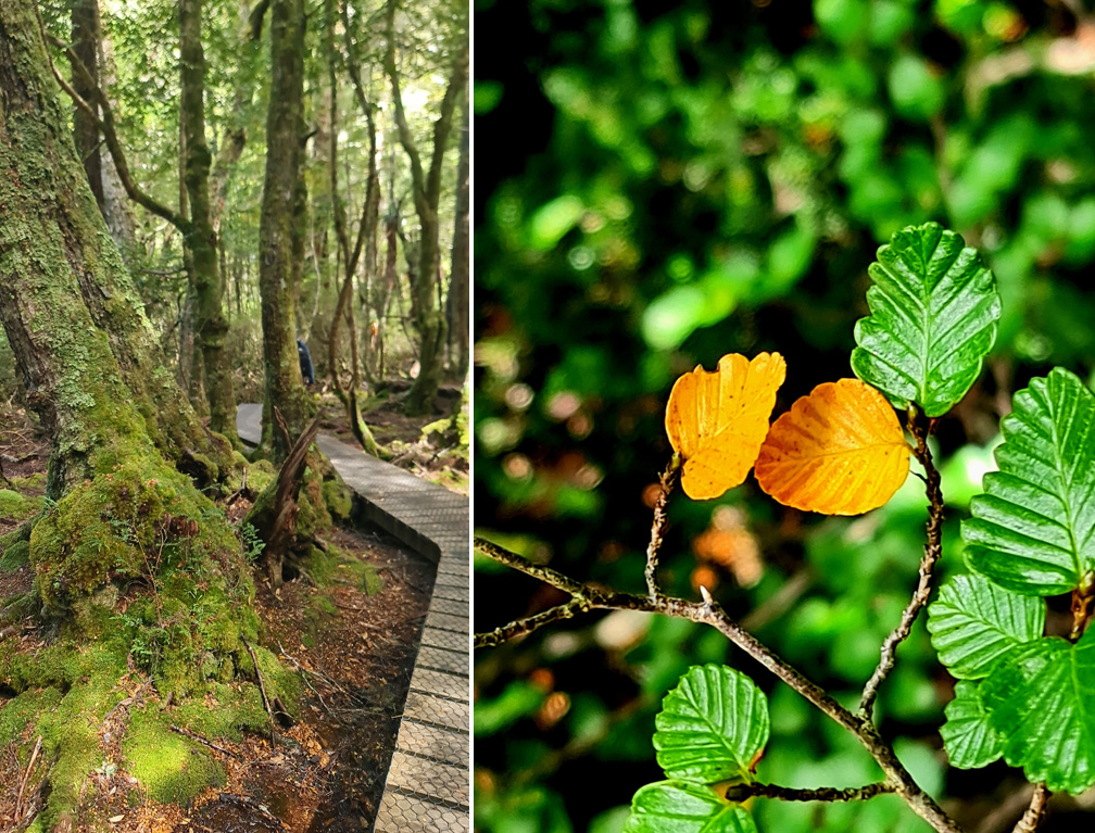 Split view of a rainforest boardwalk and a close-up of Fagus leaves turning yellow in Cradle Mountain National Park.