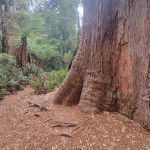 A massive, towering Eucalyptus tree trunk with thick bark stands beside a forest trail, juxtaposed against the lush green ferns and myrtle canopy of the Lake Chisholm rainforest walk in the Tarkine