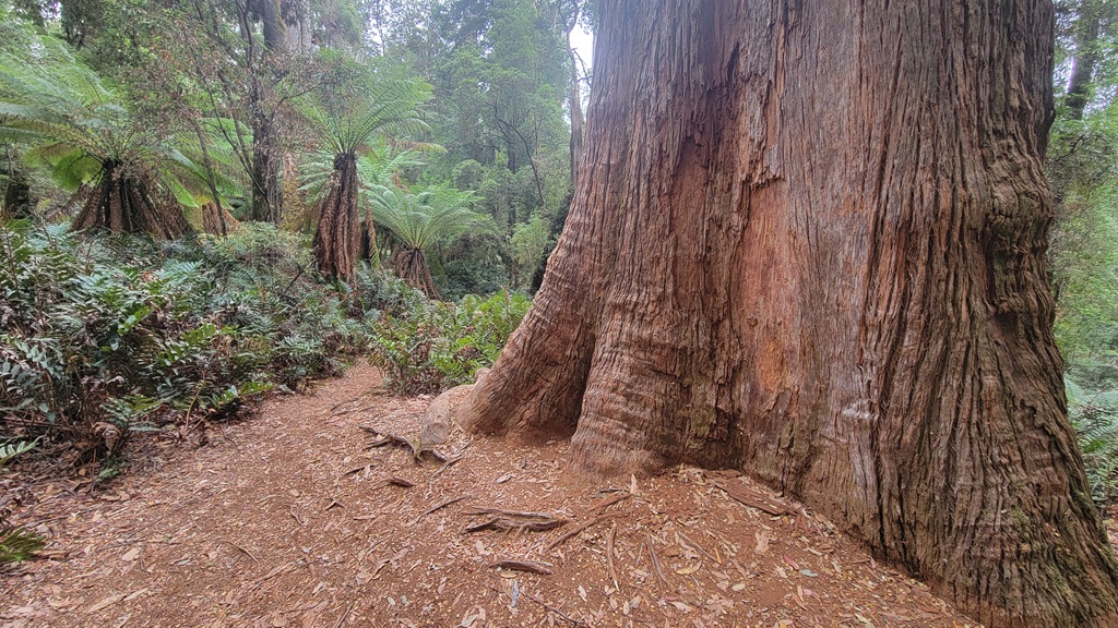 A massive, towering Eucalyptus tree trunk with thick bark stands beside a forest trail, juxtaposed against the lush green ferns and myrtle canopy of the Lake Chisholm rainforest walk in the Tarkine