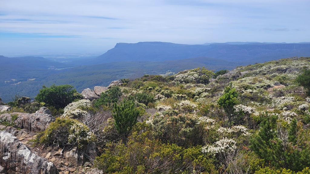 A panoramic view from the summit of Quamby Bluff looking across the Great Western Tiers in Tasmania above Deloraine. The foreground shows rocky terrain with alpine shrubs and white wildflowers, leading to rolling forested hills and distant blue mountain ridges under a vast sky.