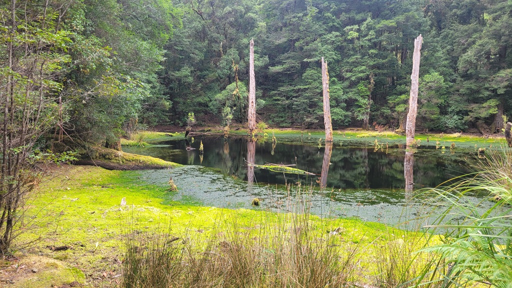 A still, dark limestone sinkhole on Tarkine Drive surrounded by vibrant green moss and dense rainforest, with several weathered, sun-bleached tree skeletons rising from the water