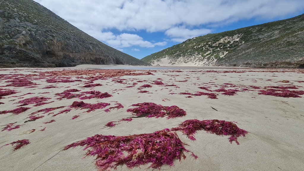 A ground-level view of Ravine Des Cosoars on Kangaroo Island during a South Australia road trip, featuring vibrant red seaweed scattered across the white sand beach, framed by steep limestone cliffs and a bright blue sky with scattered clouds.