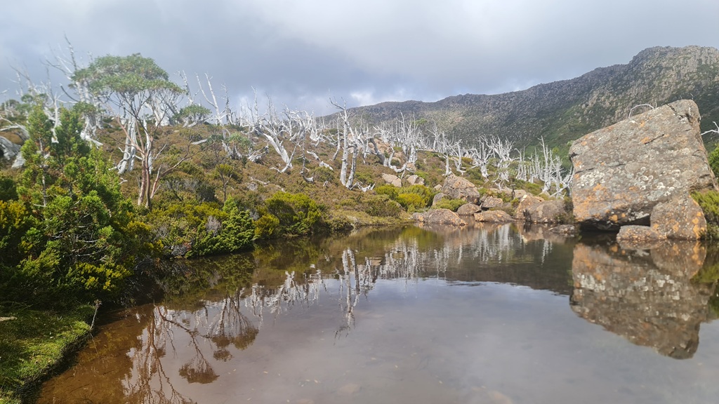 A still alpine tarn on the Tarn Shelf in Mount Field National Park, perfectly reflecting the surrounding rocks, vegetation, and the stark skeletons of weathered dead pencil pines.