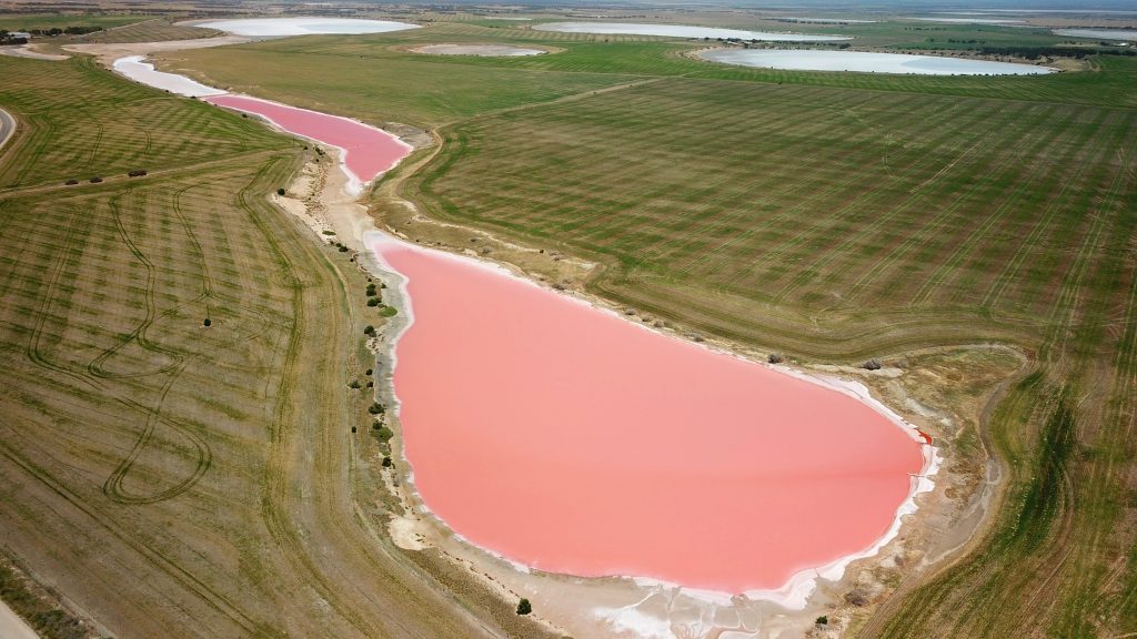 An aerial drone view of a vibrant bubblegum-pink salt lake on the Yorke Peninsula road trip, surrounded by lush green agricultural fields and several smaller white salt pans in the distance.