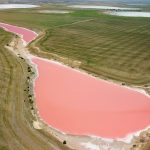 An aerial drone view of a vibrant bubblegum-pink salt lake on the Yorke Peninsula road trip, surrounded by lush green agricultural fields and several smaller white salt pans in the distance.