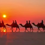 WA Savannah Way Camels on Cable Beach at sunset.