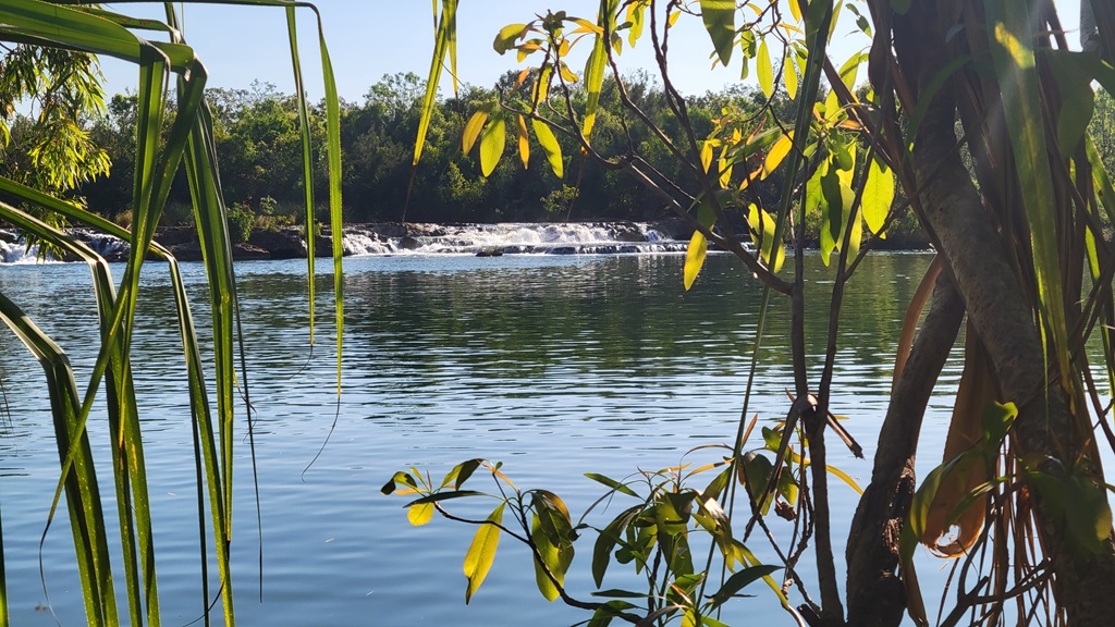 View through pandanus leaves of wide, low river cascades and small waterfalls flowing over rocks at Flora (Giwining) River Nature Park, Northern Territory.