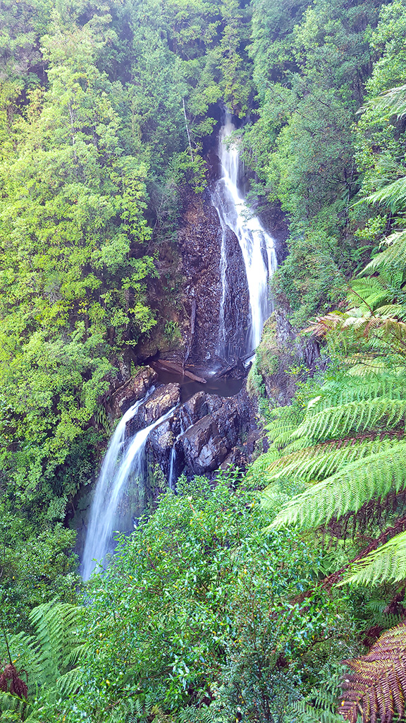 A vertical view of the multi-tiered Philosopher Falls cascading through dense, lush green rainforest and ancient tree ferns in the Tarkine wilderness, Tasmania.
