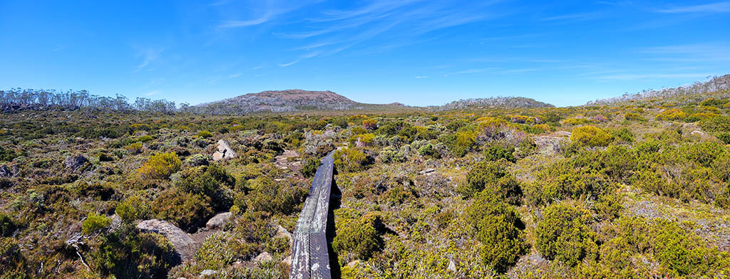 Narrow timber duckboard track weaving through low alpine heath and button grass plains toward the summit of Mount Field East in Mount Field National Park, Tasmania.