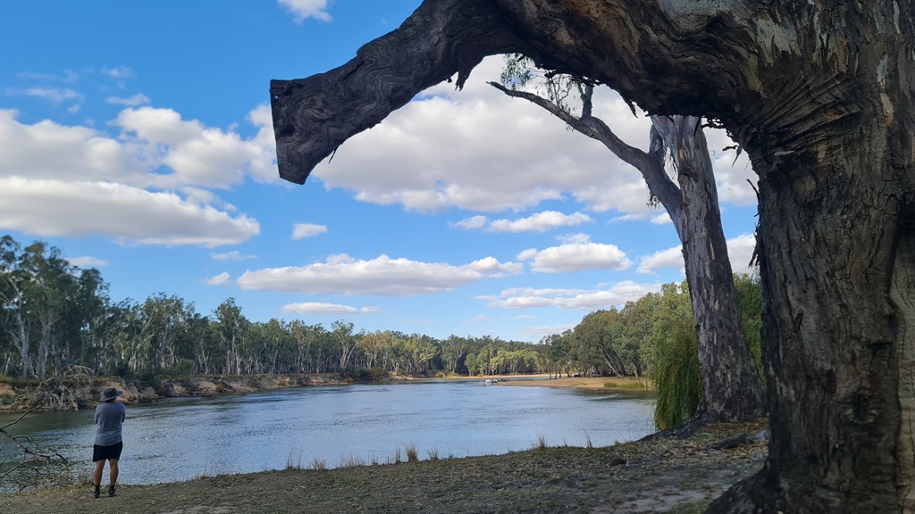 A traveller standing on a grassy riverbank looking out over the water, framed by a massive, weathered tree branch on a Murray River road trip under a blue sky with scattered clouds.