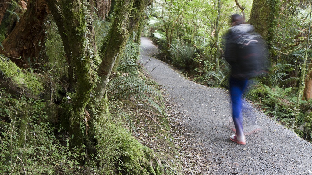 A hiker exploring a lush, moss-draped cool temperate rainforest track, representing the scenic day walks and hikes available across Tasmania.