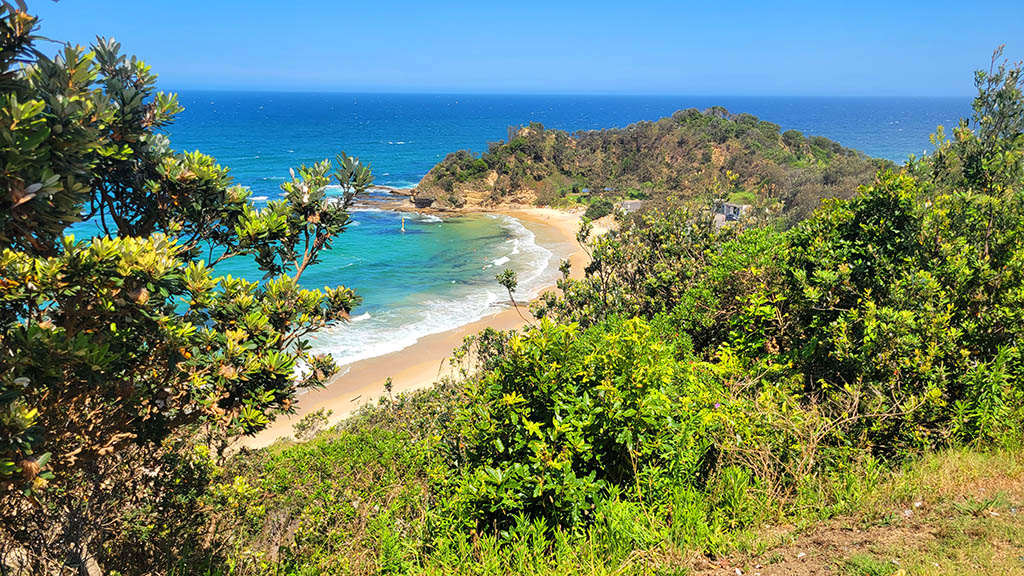 Elevated view of Shelley Beach cove and headland framed by green foliage from Captain Cook Lookout