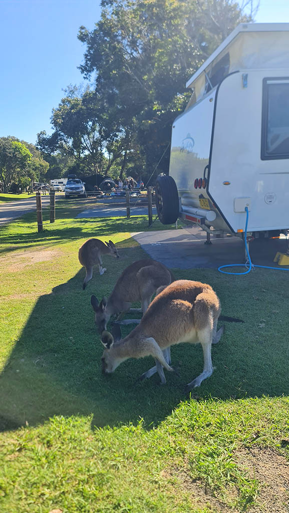 Tame eastern grey kangaroos grazing on grass right next to a caravan at Woody Head Campground