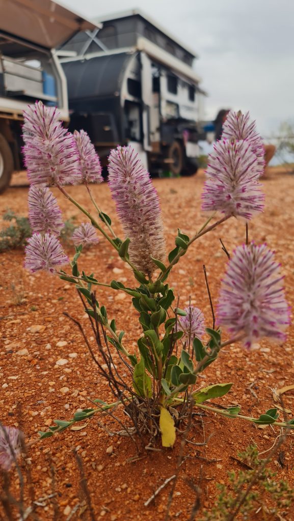 Pink mulla mulla wildflower blooming in red dirt with a hybrid caravan and 4WD camper setup in the background