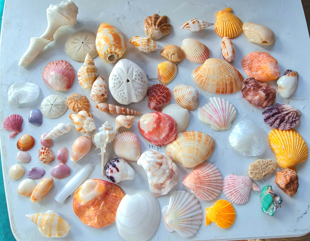 Collection of colourful seashells, sand dollars, and cowries collected from Eighty Mile Beach